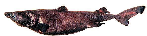 Etmopterus princeps_04.jpg